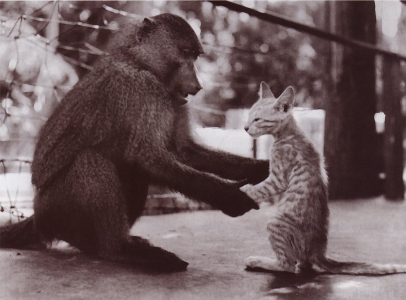 833x615, 96 Kb / обезьяна, кот, ч/б