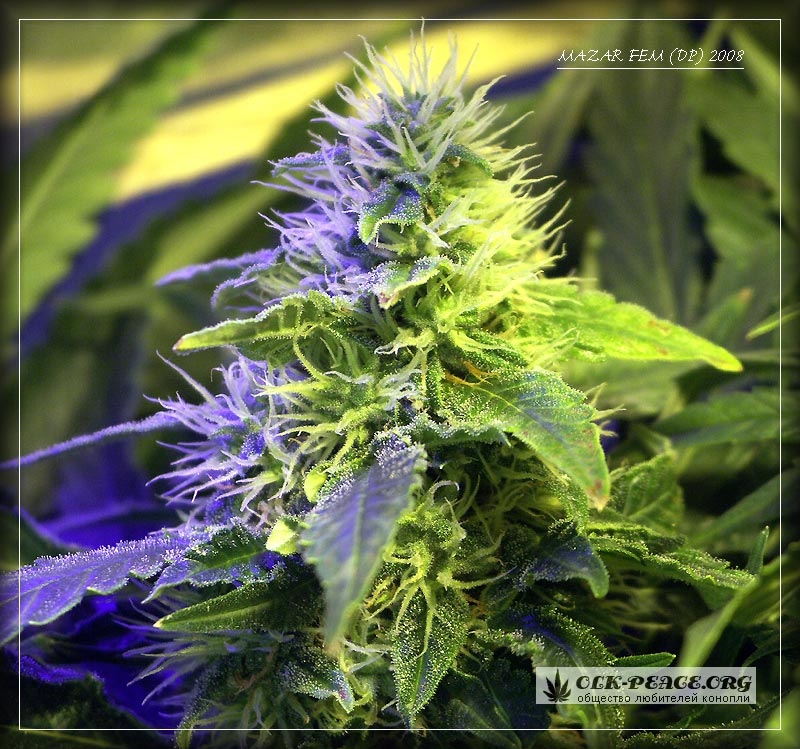 800x749, 142 Kb / растение, цветок, конопля