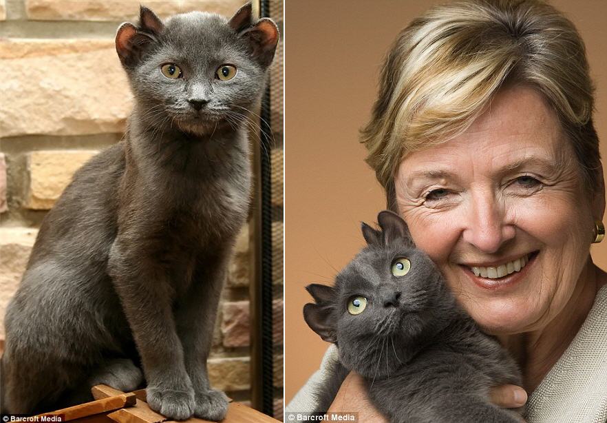 882x614, 96 Kb / кот, четырехухий