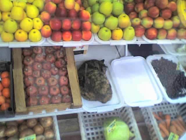 640x480, 74 Kb / кот, витрина