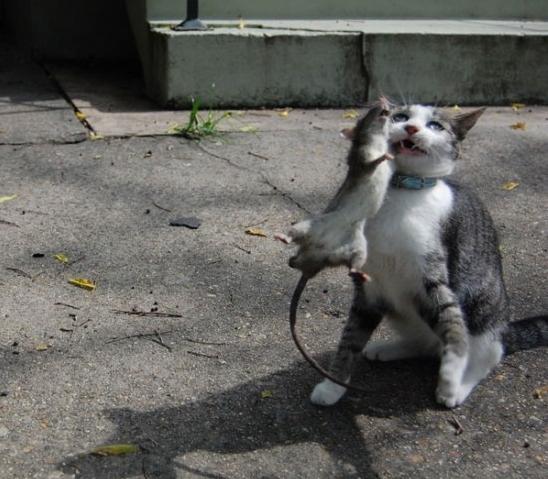 548x479, 45 Kb / Кот, крыса, бой