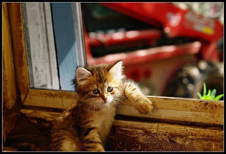 750x511, 60 Kb / котенок