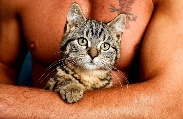 750x487, 86 Kb / кот, рука