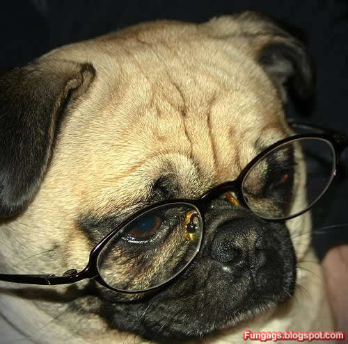 500x495, 43 Kb / мопс