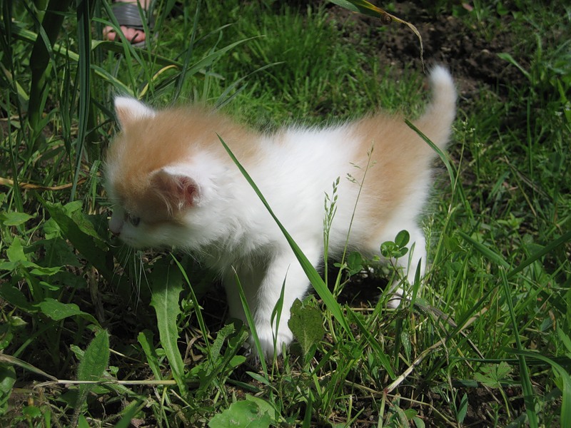 800x600, 158 Kb / котятушки