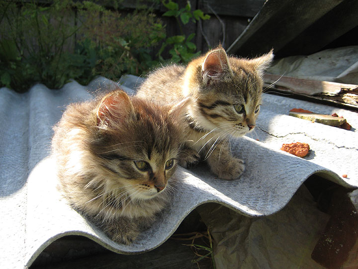 720x540, 99 Kb / котята