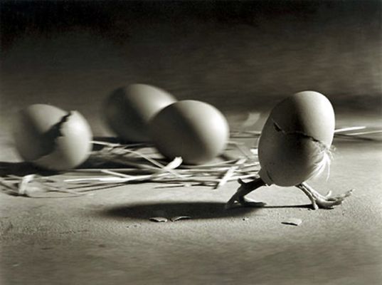 537x400, 26 Kb / цыпленок, яйцо, скорлупа, лапки