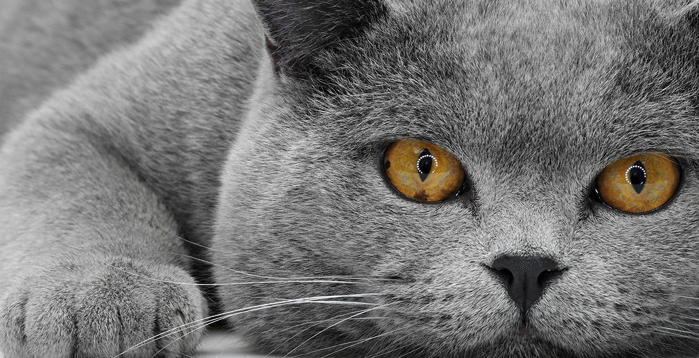 1008x516, 167 Kb / кот, серый, глаза