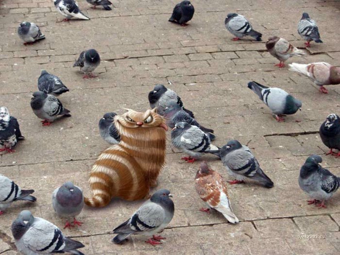 700x525, 96 Kb / голуби, кот