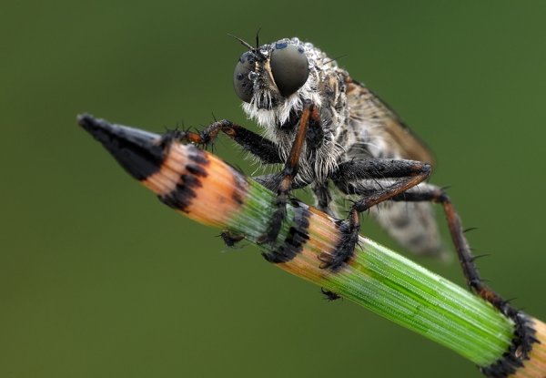 600x415, 31 Kb / муха