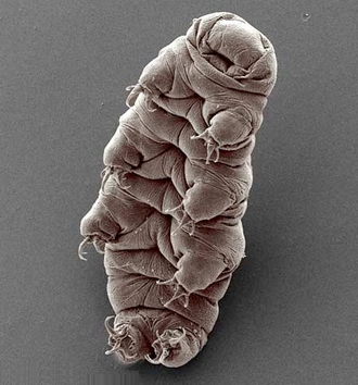 330x354, 92 Kb / тихоходка