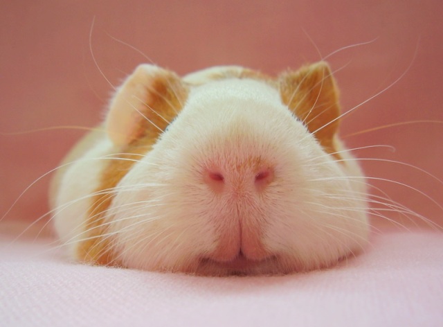 640x472, 61 Kb / свинка, нос