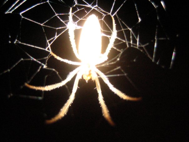 604x453, 39 Kb / паук, свет, паутина, светлячок