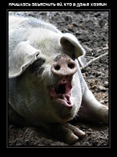 450x600, 49 Kb / Свин