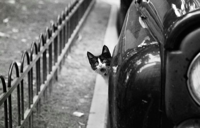 700x450, 41 Kb / кот, авто, забор