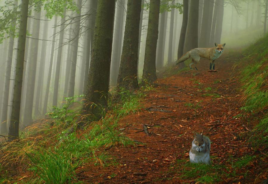 900x620, 168 Kb / лес, лиса, белка, пиздец