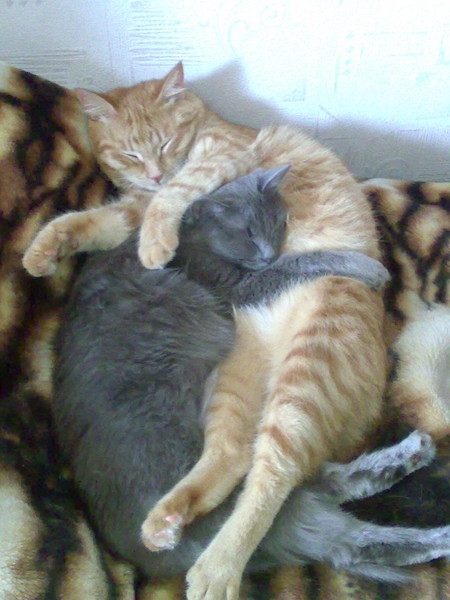 450x600, 73 Kb / коты, кошки, спят, в обнимку, плед