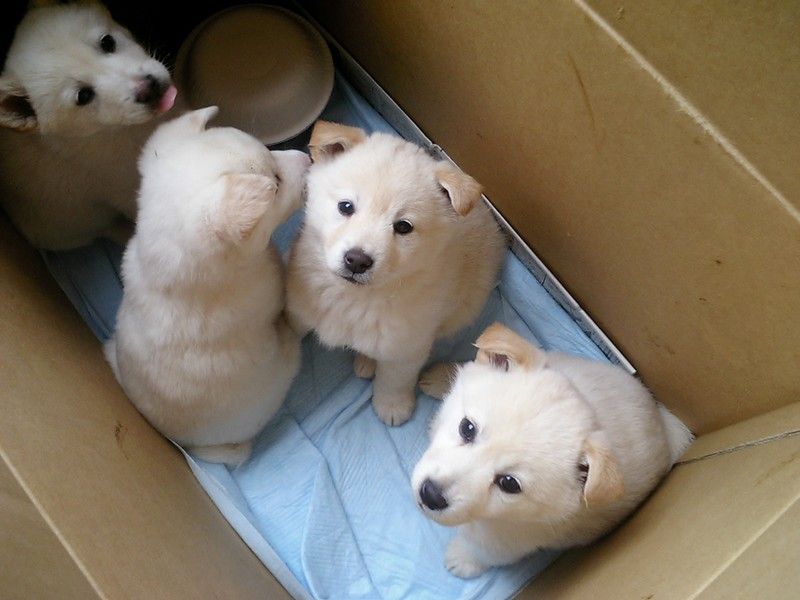 800x600, 60 Kb / щенки, коробка