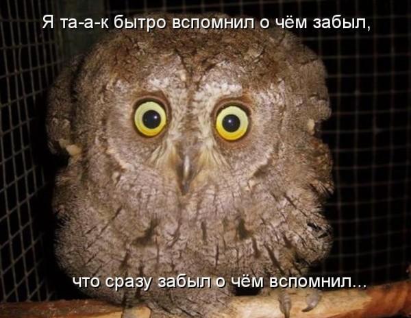 600x464, 47 Kb / Сова