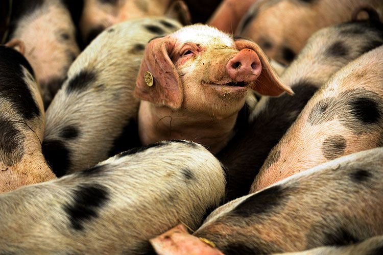 750x500, 84 Kb / свинья