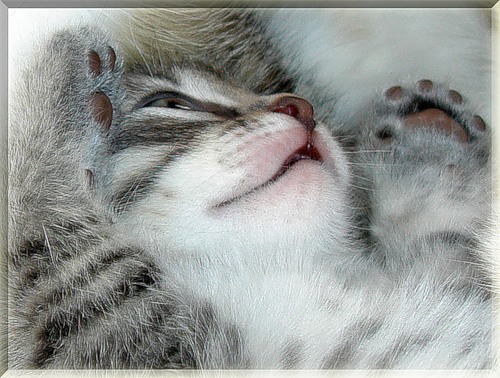 500x378, 74 Kb / киса, лапки, пушистик