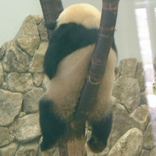 497x497, 31 Kb / Панда, спит