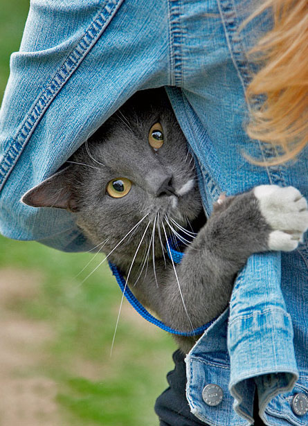 445x615, 99 Kb / кот, девушка, подмышка