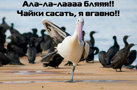 470x310, 34 Kb / чайки, пеликан