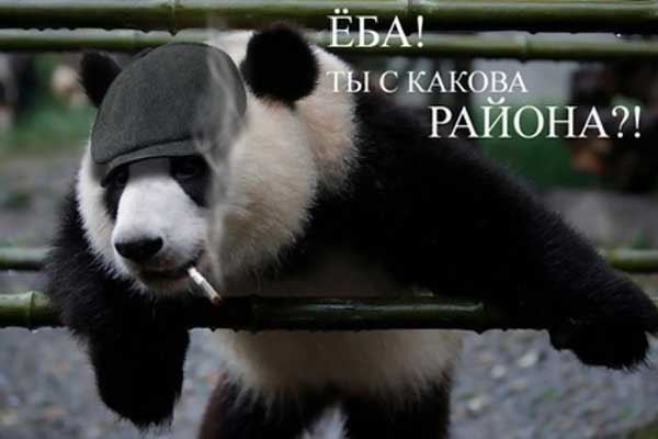 600x400, 21 Kb / панда, гопник