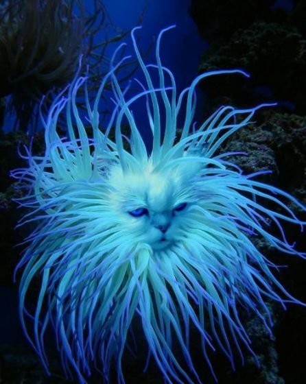 446x560, 50 Kb / вода, морской, кот