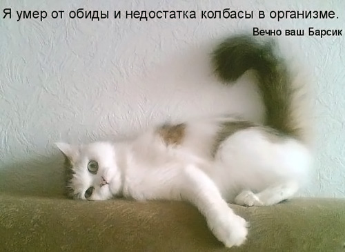 500x365, 48 Kb / котоматрица, кот, морда, обида