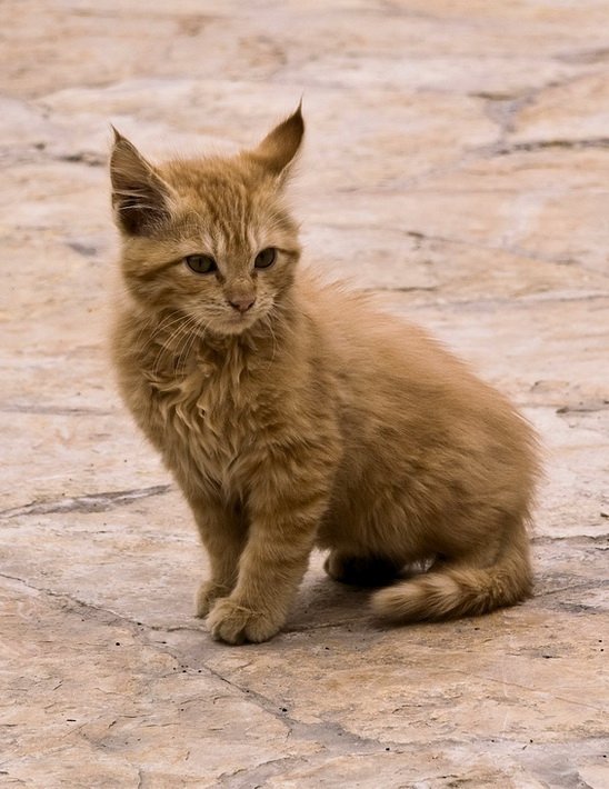 548x710, 74 Kb / кот, кошка, котенок, рысь