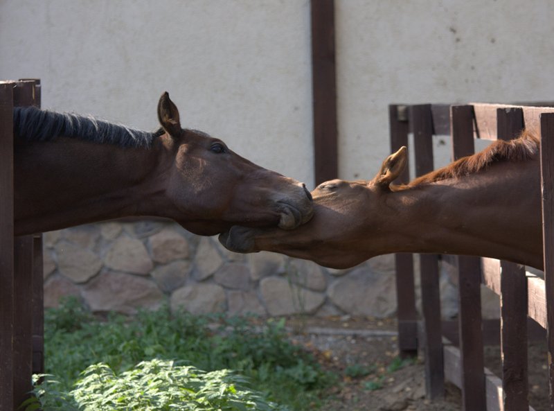 800x593, 63 Kb / лошадь, лошадки, любовь