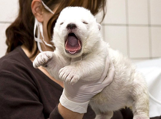 541x400, 53 Kb / медвежонок, ветеринар