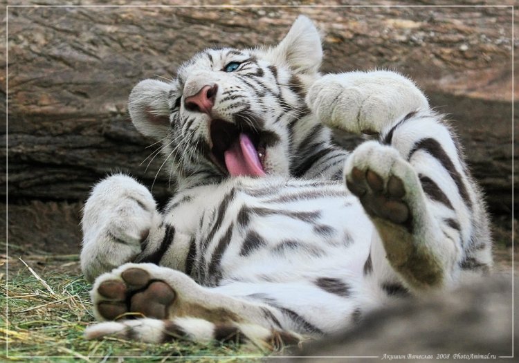 750x525, 91 Kb / белый тигр