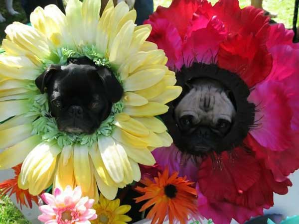 600x450, 30 Kb / собака, цветы, костюм