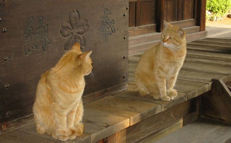 800x495, 68 Kb / крыльцо, кот, рыжий