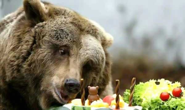 600x359, 22 Kb / медведь, торт