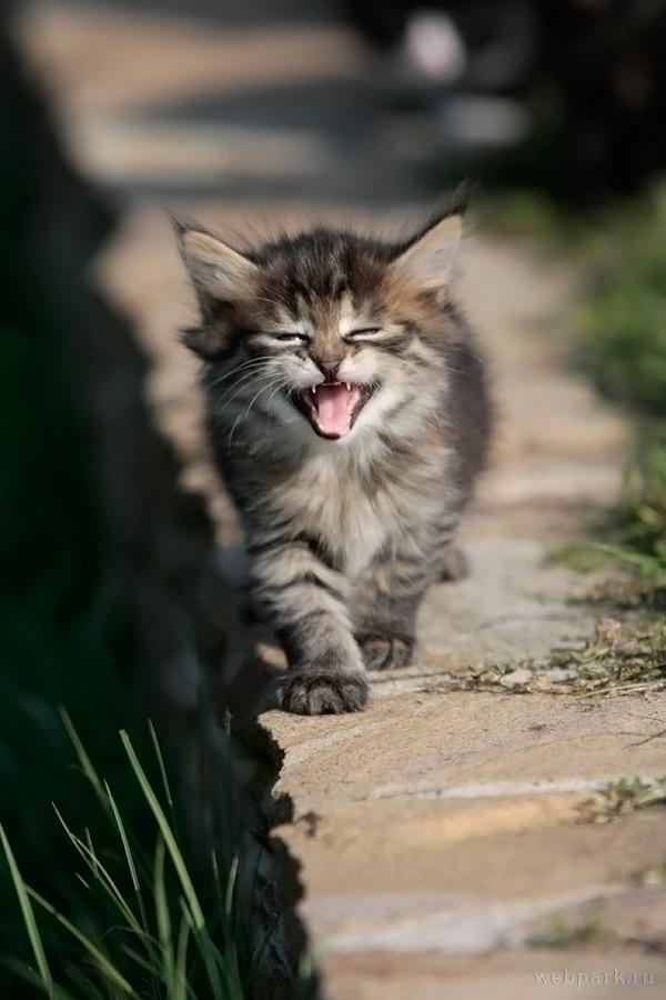 600x900, 51 Kb / котенок, атака