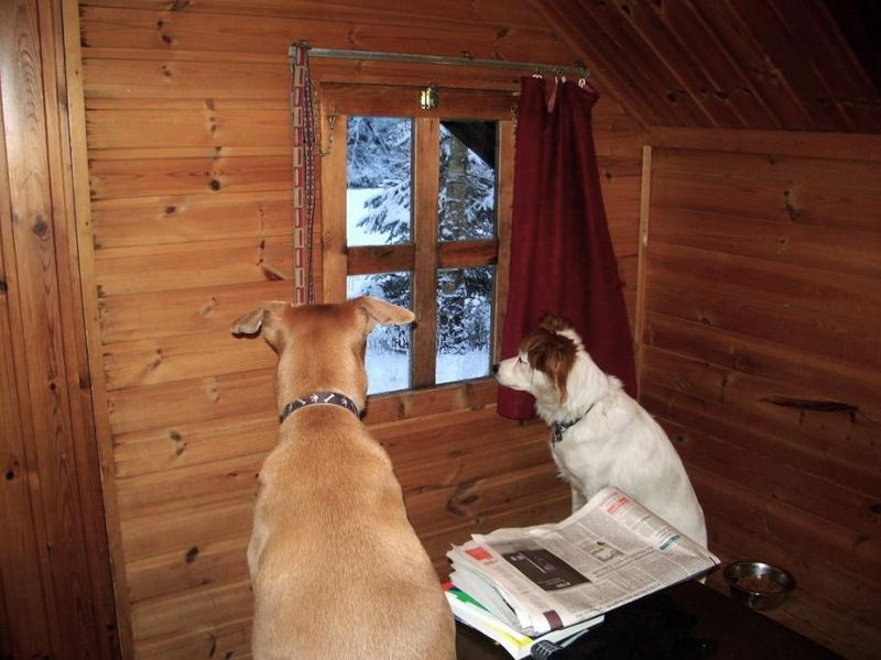 800x600, 71 Kb / окно, собаки, зима, газеты, вагонка