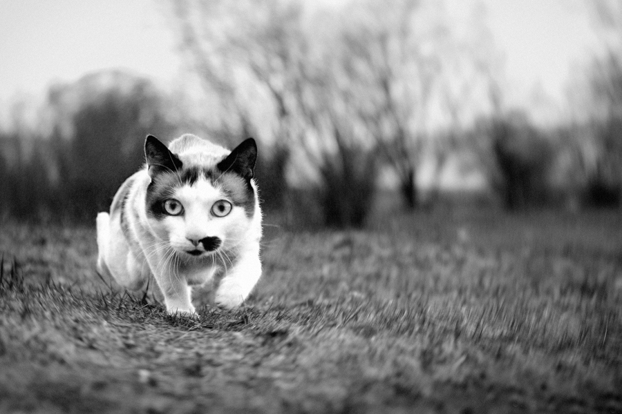 900x600, 260 Kb / кот, ч/б