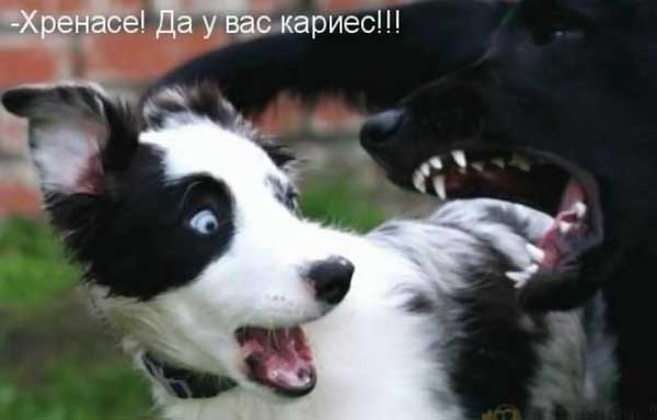 600x383, 16 Kb / собака, пасть, зубы, шок, кариес