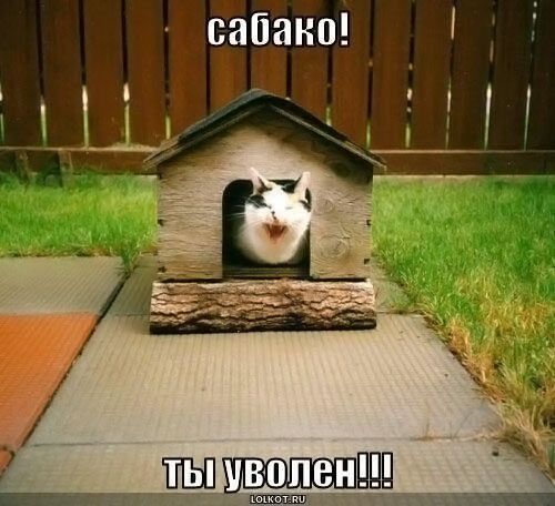 500x456, 44 Kb / кошка, кот, хозяин, домик