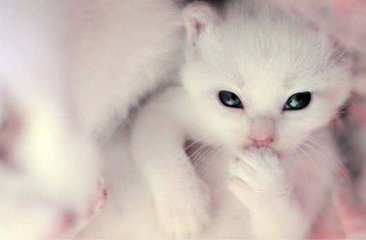 530x348, 19 Kb / котёнок, пушистый, белое