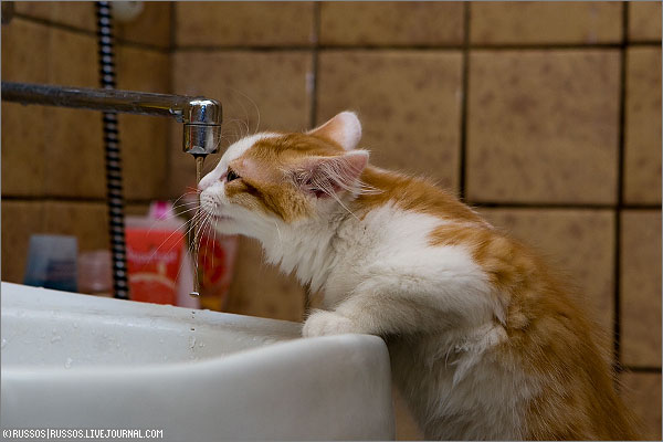 600x400, 45 Kb / кошка, кран