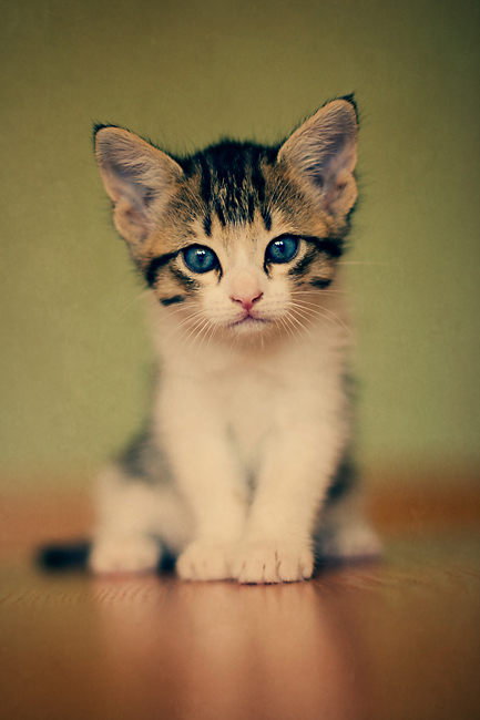 433x650, 157 Kb / котёнок