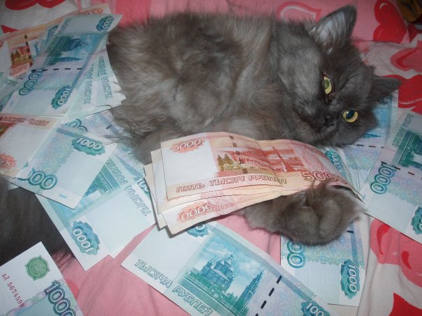 604x453, 61 Kb / кошка, деньги