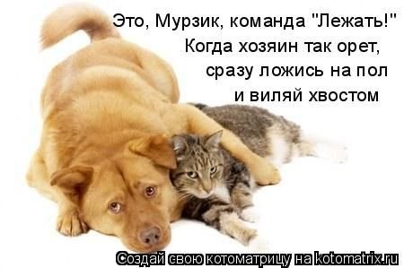 450x299, 28 Kb / собака, кот