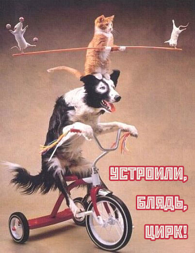 402x520, 81 Kb / цирк, собака, кот, мышь