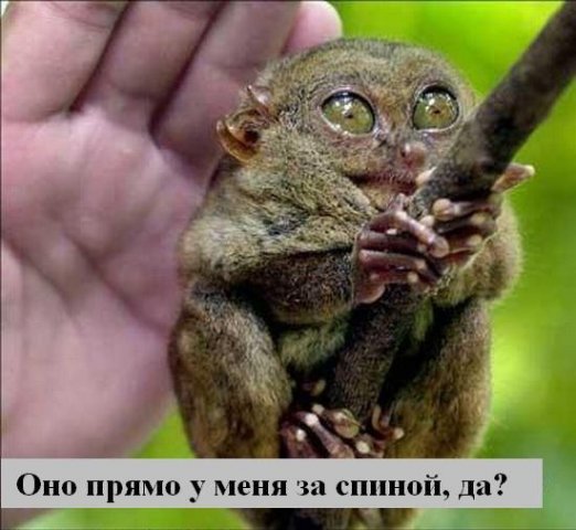 522x480, 48 Kb / долгопят, испуг, рука, зверёчек